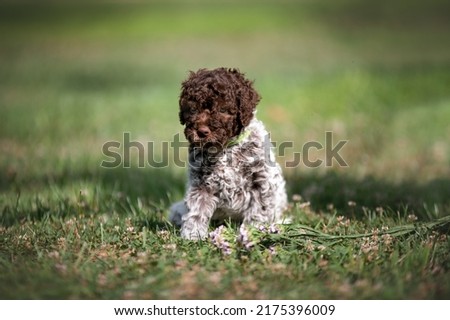 Portrait of Lagotto Romagnolo  puppy truffle dog in outdoors.
