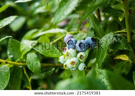 Ripe blueberry berries on the bush. Homegrown huckleberry in the backyard close up. Highbush or tall blueberry cluster. Harvest of blueberry in the garden Royalty-Free Stock Photo #2175419381