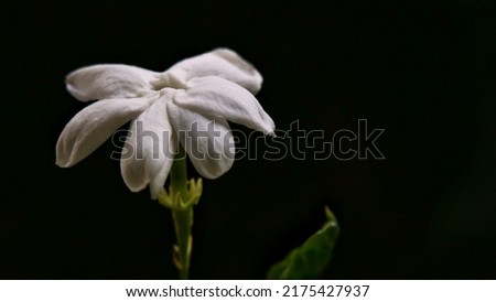 Jasminum Sambac, commonly known as Arabian Jasmine, in the garden isolated on a dark background. Selective focus shot