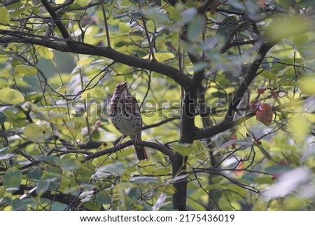 Singing song thrush (Turdus philomelos) Turdidae family Royalty-Free Stock Photo #2175436019