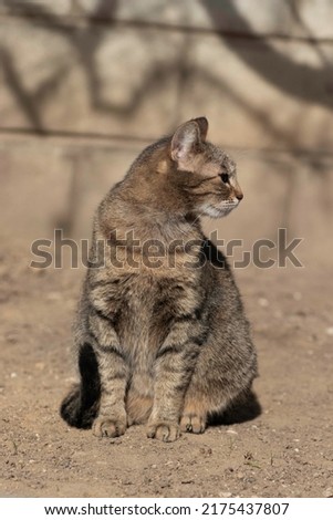 striped domestic cat poses for the camera on a sunny day, beautiful cat fur