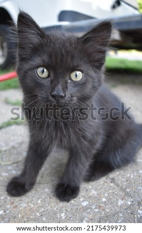Closeup of a black kitten