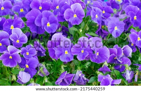 Purple pansies on the flowerbed. Colorful floral background