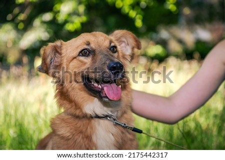 Red mongrel dog for a walk. Dog lies on the grass in the garden. Red mixed breed dog portrait Royalty-Free Stock Photo #2175442317