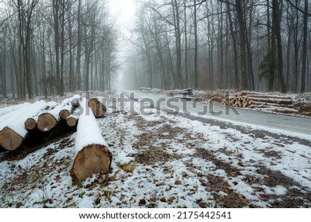 Cut tree trunks by the roadside in the forest, winter foggy day