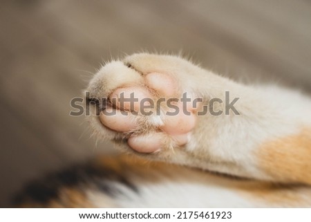 Close-up of cat's paws with pink pads.