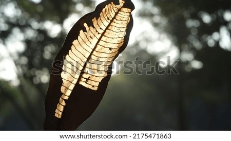 Silhouette of dry leaves that have become brittle, some have become transparent