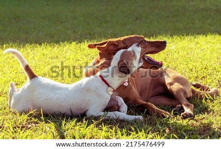 Two dogs lying down on the green grass, the smaller is white the other is brown, the white one is trying to play with the brown one
