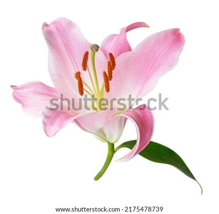 Pink lily flower isolated on white background. Royalty-Free Stock Photo #2175478739