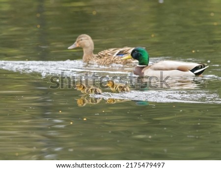 Mallard family with their ducklings feeding in the wetland pond.