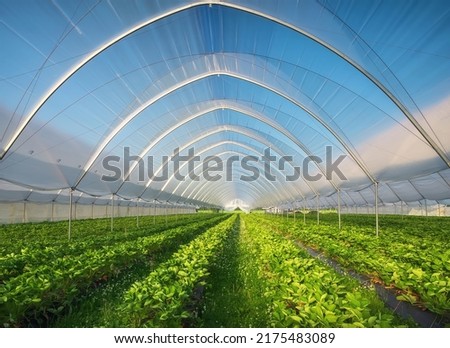 Hothouse used for growing strawberries in Karelia. Greenhouses for young strawberry plants on the field. Strawberry plantation. Long rows Royalty-Free Stock Photo #2175483089