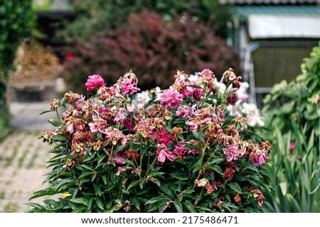 Natural garden plants peonies have faded, Fading pink peony in garden. Completion of flowering. Aging. Peony bush with fading flowers. Royalty-Free Stock Photo #2175486471
