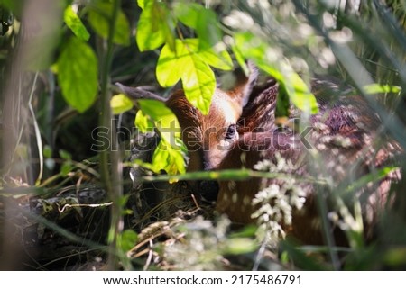 Cute little baby fawn hidden by its mother in a wooden thicket with sun beams, curls up to avoid detection. Extreme selective focus with blurred foreground and background.