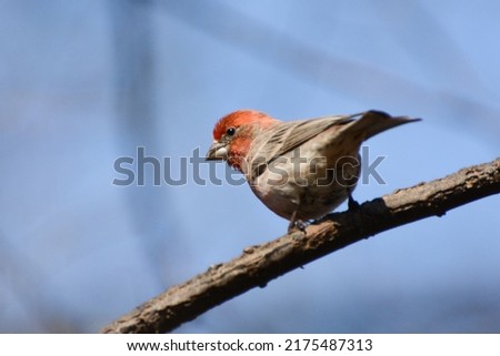 Red songbird (House Finch, Haemorhous mexicanus) perches on a branch in the Central Park Ramble in New York City	 Royalty-Free Stock Photo #2175487313