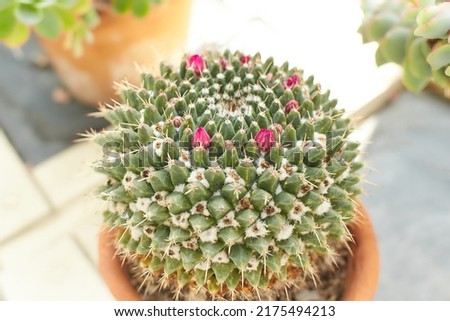 Mexican Pincushion Cactus, Mammillaria magnimamma with flowers growing in Dublin, Ireland. Royalty-Free Stock Photo #2175494213
