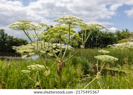 The hogweed a huge plant with large white parasol-like flowers, a dangerous plant for humans that can suffer severe burns from it Royalty-Free Stock Photo #2175495367