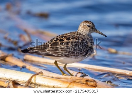 Migrating each spring to the northern regions of North America, the pectoral sandpiper times its arrival for when insects hatch. This individual is foraging for insects along the edge of of a pond. Royalty-Free Stock Photo #2175495817