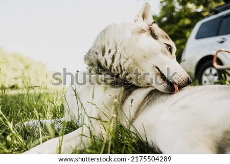 Husky dog is happy outdoors in green grass