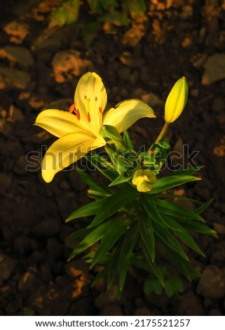 a beautiful yellow lily grows on a bed in a flower garden. cultivation of flowers concept