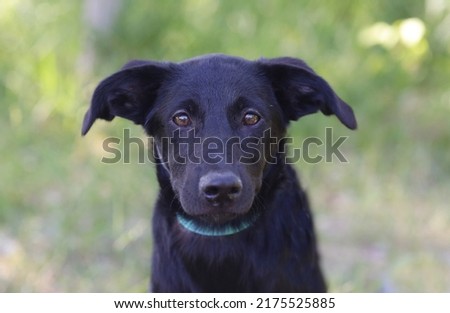  black puppy close up photo on green grass background