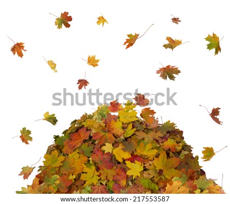  Pile of Fall Leaves 