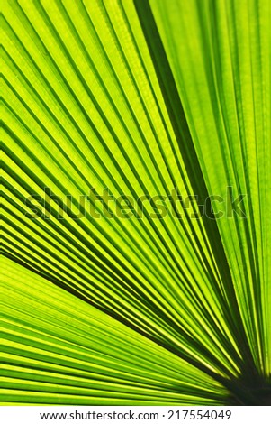 Geometric lines. Abstract shot of palm leaf vertically composed. Greenish yellow, Chartreuse background.