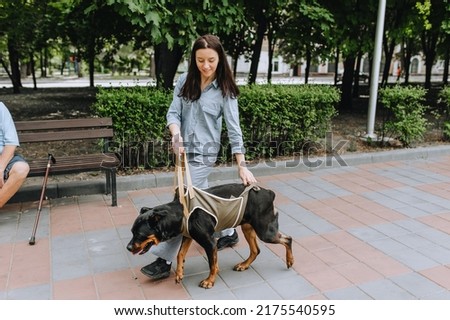 A beautiful female veterinarian walks in the park near the hospital and helps a Rottweiler dog in a special corset after surgery. Photo of an animal.