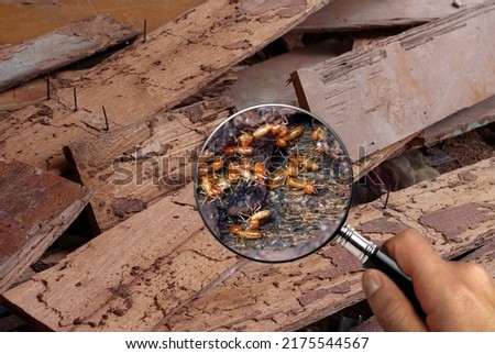 Termite Workers, Small termites, Work termites walk in the nest. Termites enlarge, zoom with magnifying glass.                                                            Royalty-Free Stock Photo #2175544567