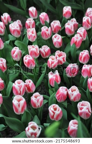 Red and white Triumph tulips (Tulipa) Pleasure bloom in a garden in April Royalty-Free Stock Photo #2175548693