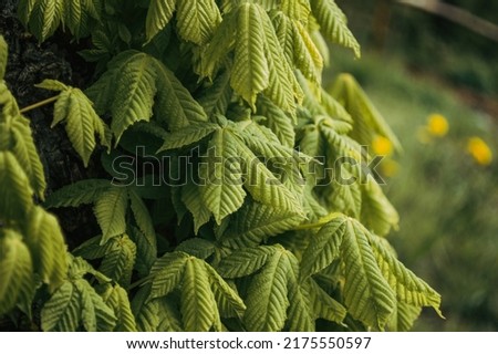 Fresh green leaves of chestnut tree closeup in the forest. Nature photo