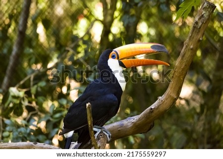 Toco tucan (Ramphastos toco) standing on a tree branch with its mouth open