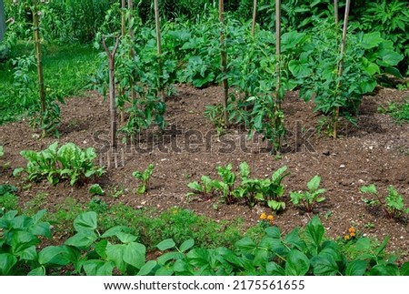 Home vegetable garden on a sunny day. Crops include carrot, marigold flower as a companion plant to deter bugs, red beet, tomato, beans and summer squash. Royalty-Free Stock Photo #2175561655