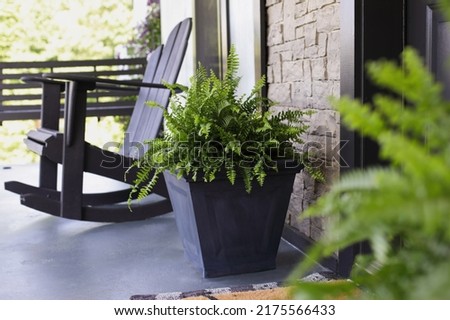 Boston ferns sitting on porch near front door way with an Adirondack rocking chair. Extreme selective focus with blurred foreground and background.