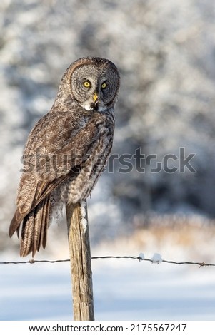 The majestic great grey owl is near the top of the food chain. It is pictured here atop a fence post from where it uses its hearing to locate prey under the snow.  And what piercing yellow eyes!