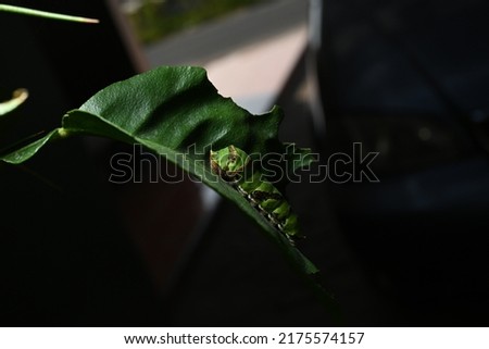 photo of caterpillars on green leaves of lemon trees in the daytime