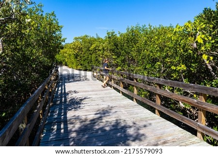 Boardwalk Through Mangrove Forest on Sarasota Bay, Leffis Key Preserve, Bradenton Beach, Florida, USA