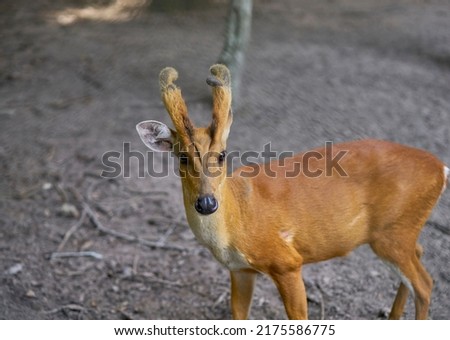 Cute deer in an open air zoo in Thailand.            
