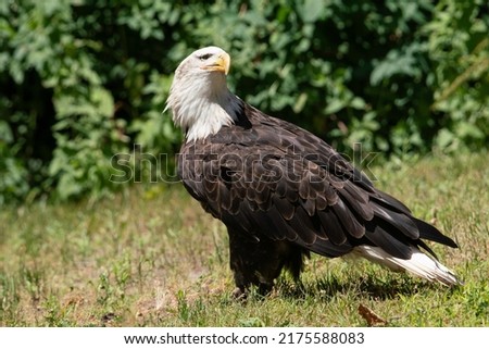 A female Bald Eagle at the Wye Marsh Wildlife Centre.