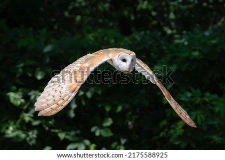 A Barn Owl at the Wye Marsh Wildlife Centre in Midland, Ontario