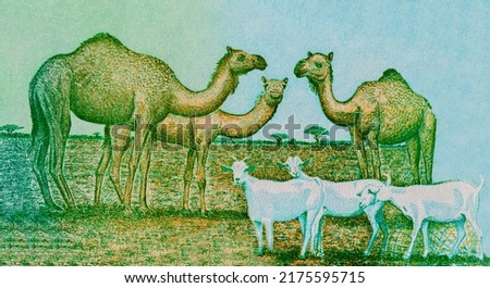 Three camels and three goats foraging, Portrait from Somaliland 5000 Shillings 2011 Banknotes.