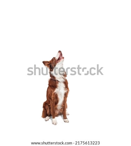 brown and white border collie, sitting looking up with open mouth with happy and hungry expression, no people Royalty-Free Stock Photo #2175613223