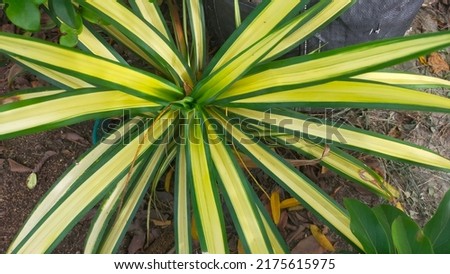 LILI PARIS-SPIDER PLANT ( Chlorophytum comosum) is often used as an ornamental plant that is placed on the terrace of the house.