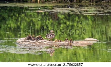 Adult duck with many ducklings sits on green shore of pond. The ducklings are sitting on the shore with the mother duck. The duck takes care of its newborn ducklings. Mallard, lat. Anas platyrhynchos Royalty-Free Stock Photo #2175632857