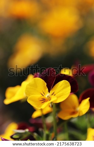 Yellow colored pansies in garden.