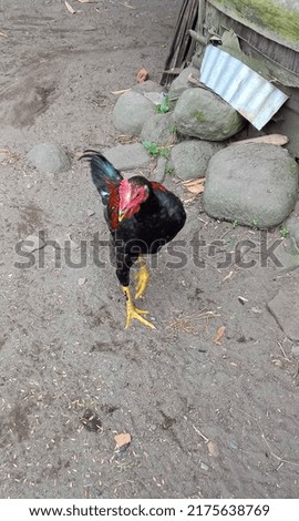 a rooster looking for food