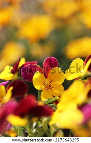 Yellow colored pansies in garden.