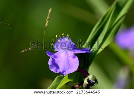 purple flower of the perennial flower Tradescantia ohiensis