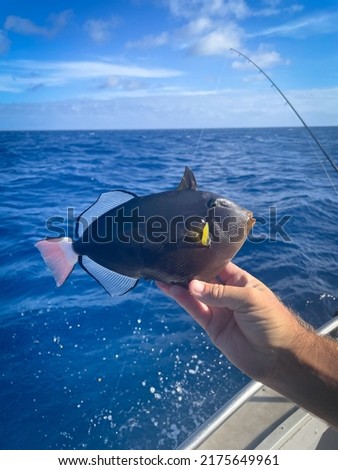 Bottom fishing in Hawaii. Does pinktail trigger-fish the scene off the coast of Oahu in Waikiki Hawaii. Beautiful iridescent colors shimmer in the daytime sun. The Pacific Ocean is in the background.