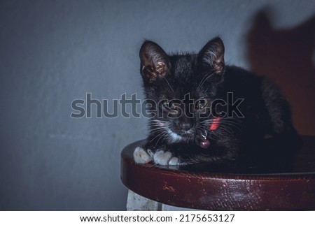 baby cat sitting a photograph