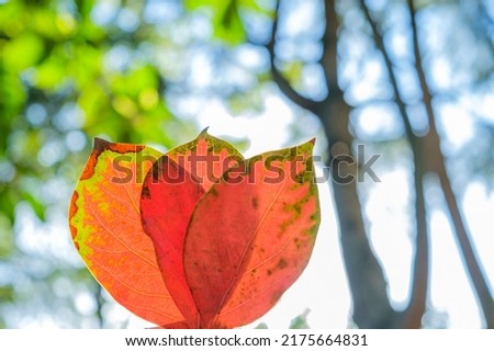 Bouquet of autumn orange leaf in sun. Autumn has come concept. Happy autumn atmospheric mood, sunbeams and blue sky. Copy space for text
